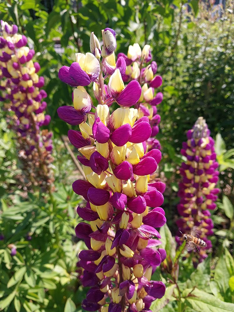 images/gartenbilder/klein_zastrow-garten-357-schneider/garten_357_26_b.jpg