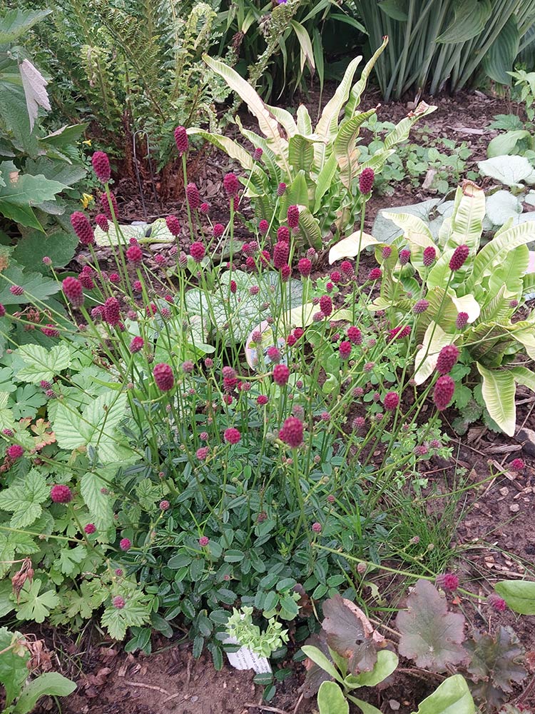 images/gartenbilder/klein_zastrow-garten-357-schneider/garten_357_26_c.jpg