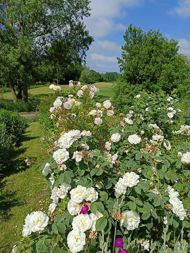 images/gartenbilder/pieverstorfer_naturgarten_hoffmann/pieverstorfer_naturgarten_hoffmann_e.jpg