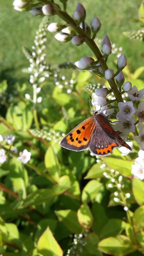 images/gartenbilder/bad_doberan_kohlschmidt/bad_doberan_kohlschmidt_e.jpg