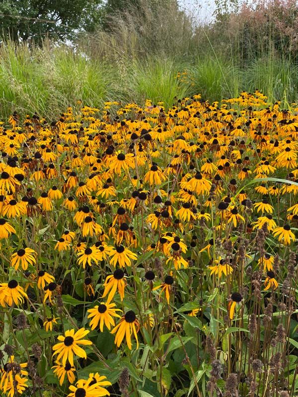 images/gartenbilder/walkendorf-staudentraum-muehlenblick-tobis/tobis_f.jpg