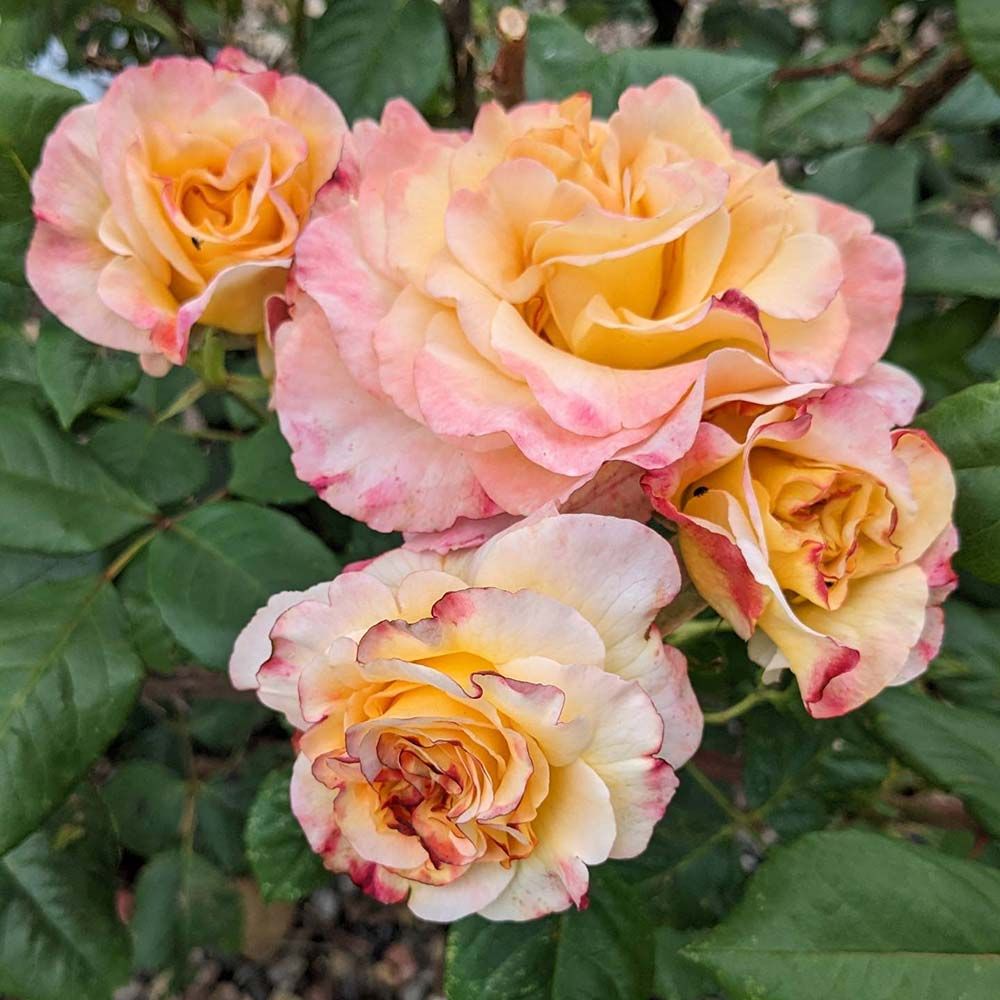 images/gartenbilder/zidderich-rosenhof-killinger/rosemhof_killingen_c.jpg